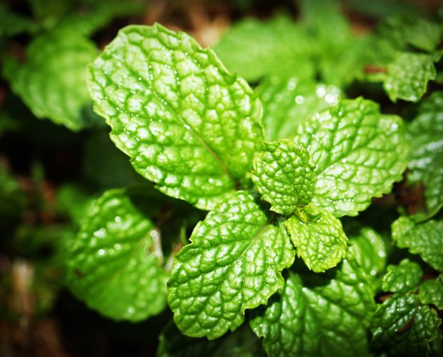 peppermint-Pita-Gin